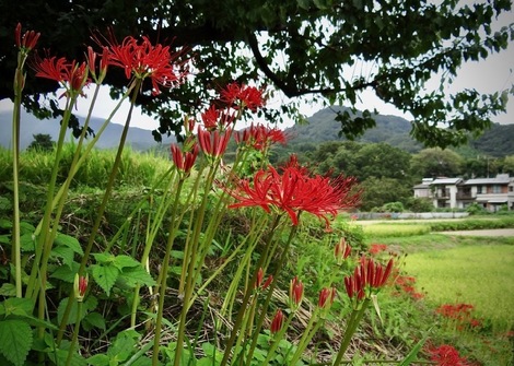 1591 日向薬師周辺の彼岸花 風が吹いている 516