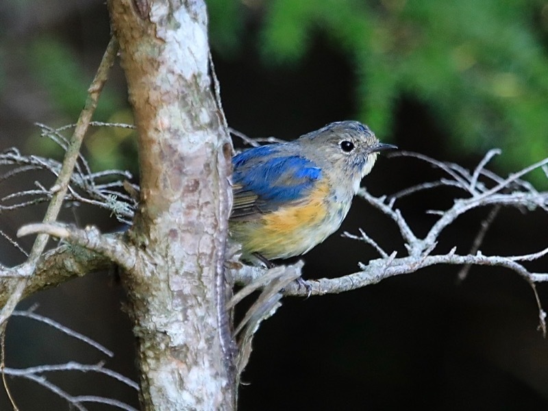 1780 幸せの青い鳥 ルリビタキ 富士奥庭で 風が吹いている 516