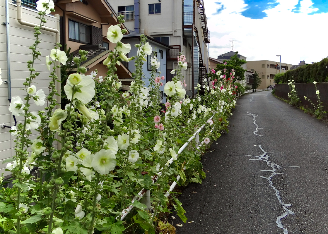 14 12日に葛飾区の中川緑道公園に咲くタチアオイを観に行った 梅雨に咲くタチアオイはツユアオイとも呼ばれる 風が吹いている 516