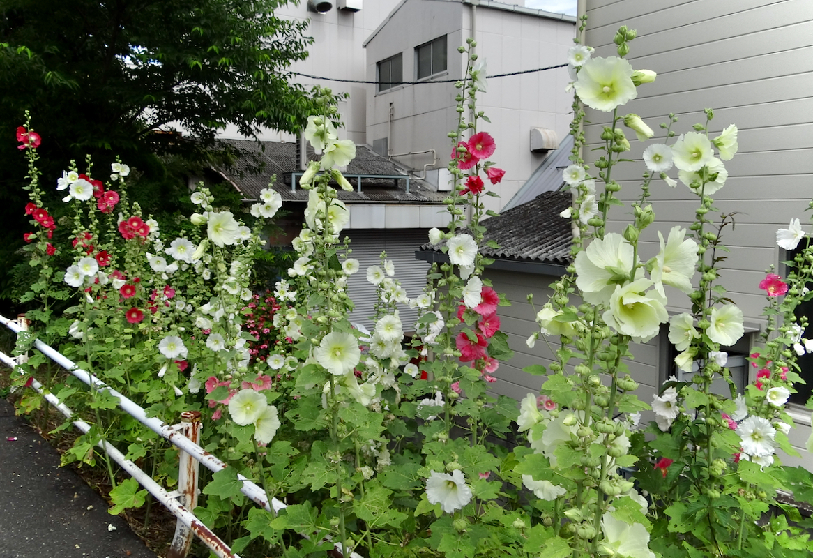 14 12日に葛飾区の中川緑道公園に咲くタチアオイを観に行った 梅雨に咲くタチアオイはツユアオイとも呼ばれる 風が吹いている 516