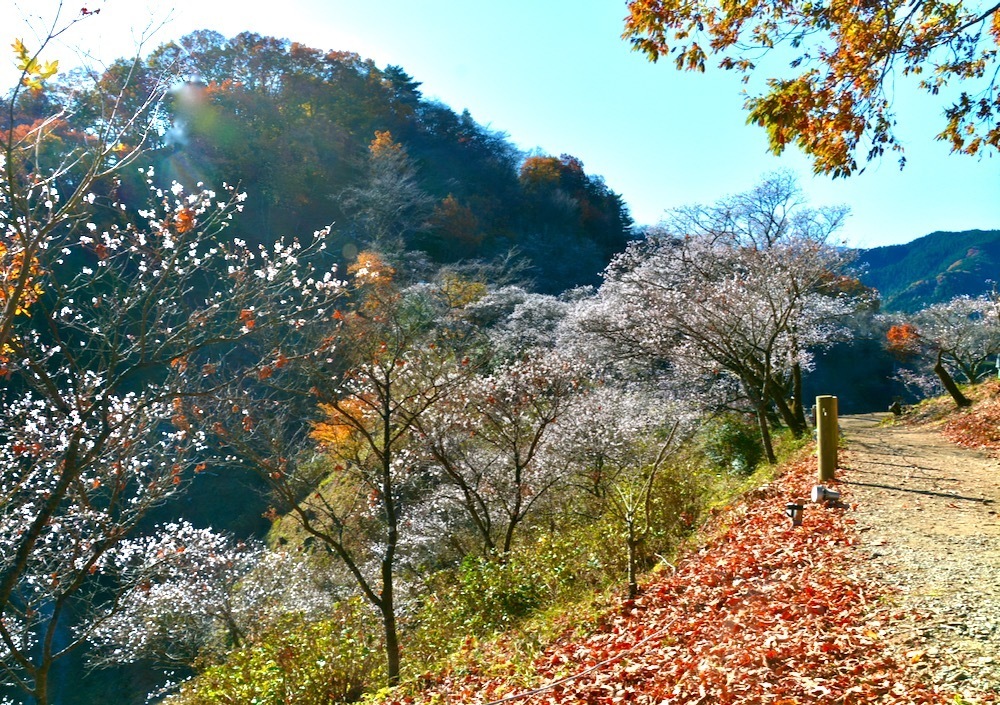 1803 紅葉と冬桜 2 2 藤岡市桜山公園 風が吹いている 516