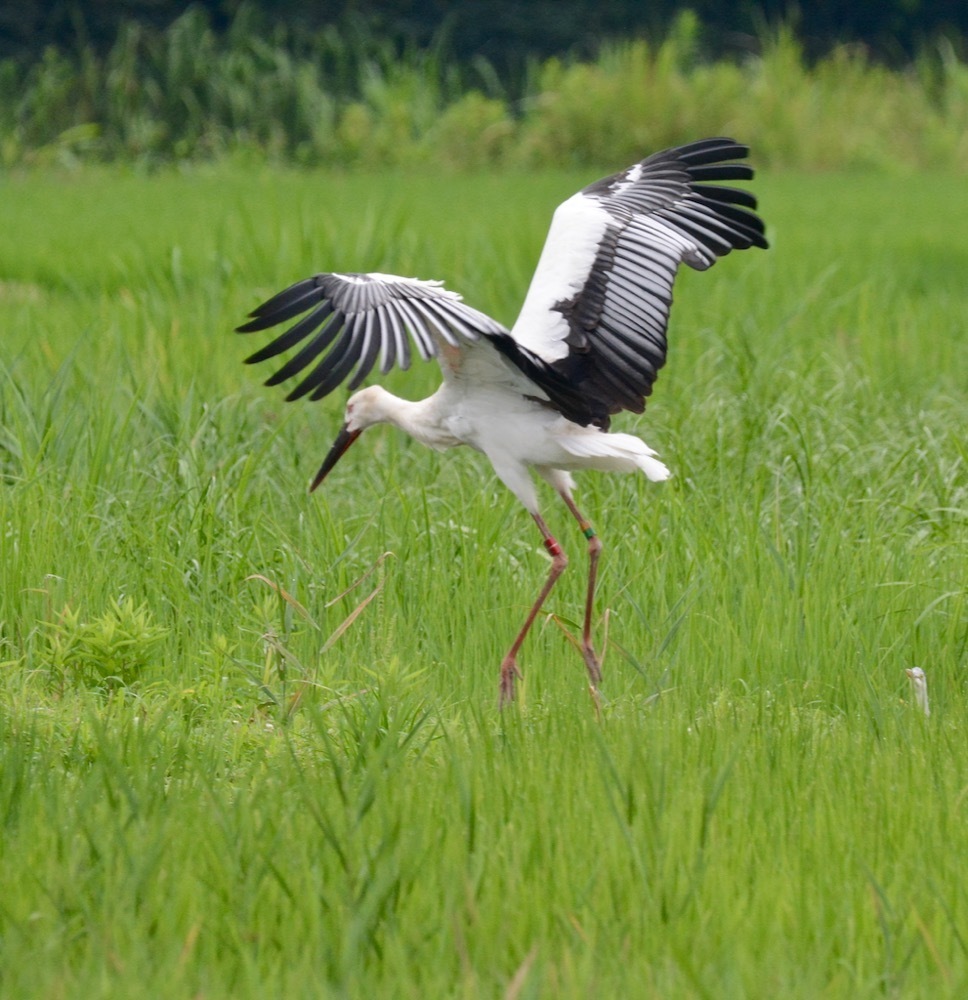 1748 続 初見のコウノトリ 雌 レイ 雄 カズ 風が吹いている 516