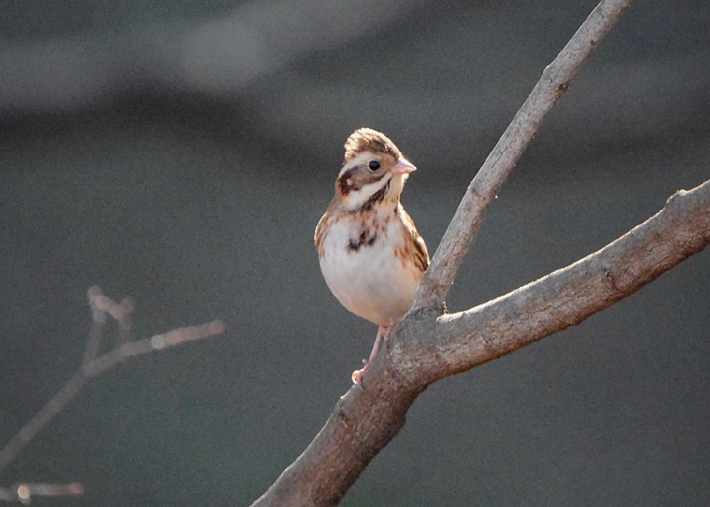 1636 3 2 前橋の峰公園で探鳥 風が吹いている 516