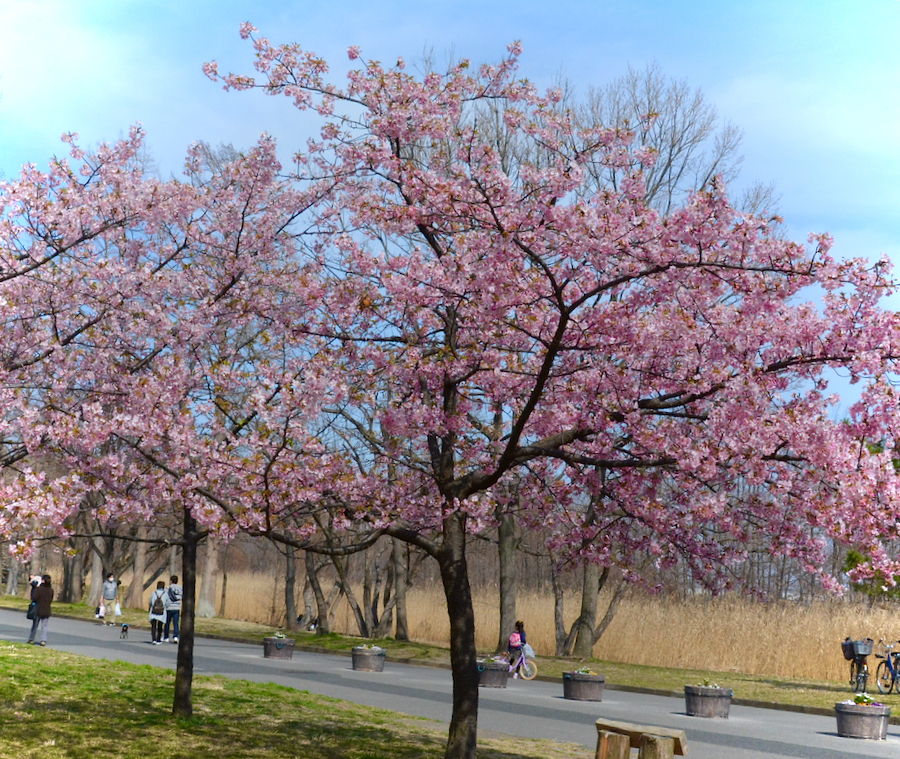 1840 水元公園で満開の河津桜 オオタカを確認 風が吹いている 516