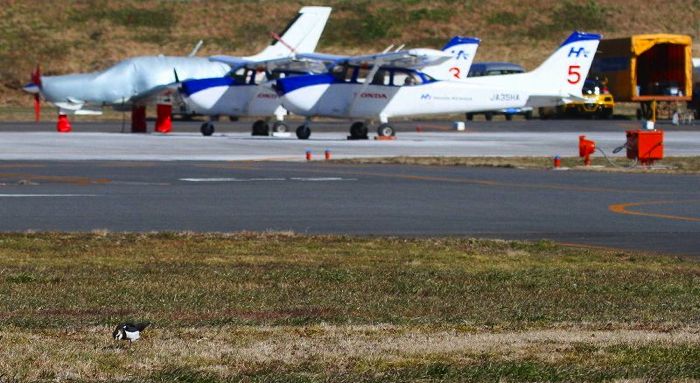 T 6 タゲリを探鳥 桶川本田飛行場 風が吹いている 516