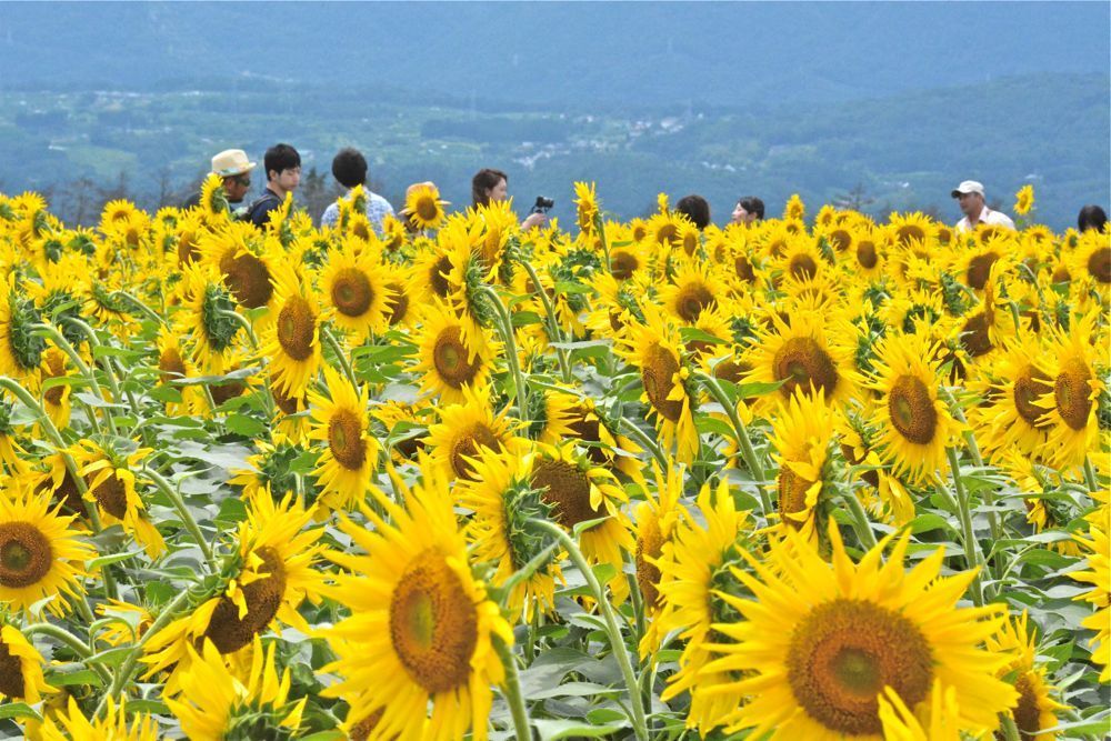 1455 北杜市明野ひまわりフェスティバル 風が吹いている 516