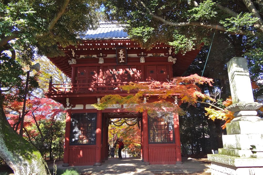 858 松戸市 本土寺の紅葉 風が吹いている 516