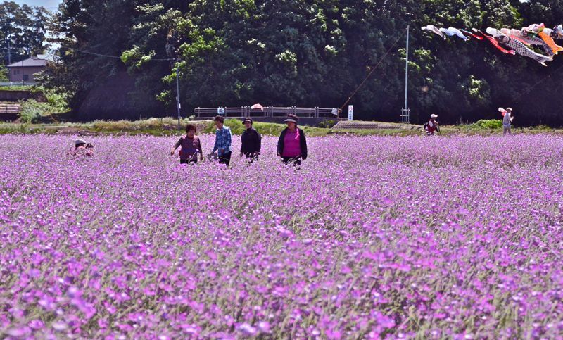 T 68 鴻巣 麦なでしこ祭 風が吹いている 516