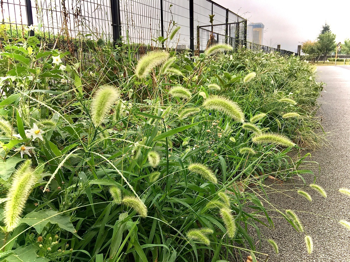 1760 隅田公園で夏の野草を探してみた 風が吹いている 516