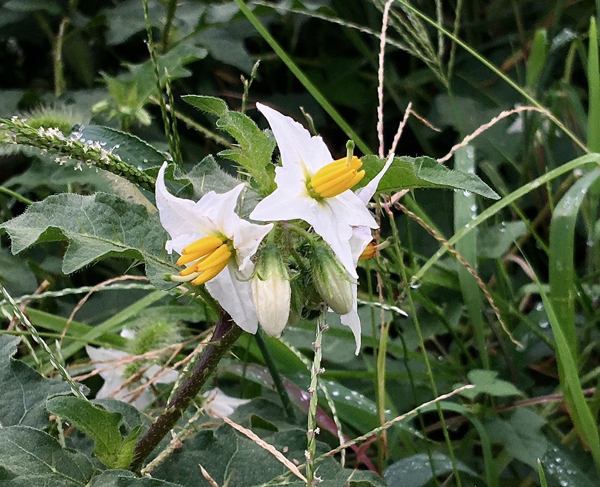1760 隅田公園で夏の野草を探してみた 風が吹いている516 1760 隅田公園で夏の野草を探してみた 風が吹いている516
