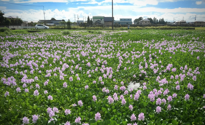 1931 埼玉県加須市 道の駅 童謡のふる里おおとね のホテイアオイです 風が吹いている 516