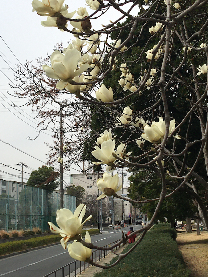 1999 公園で見た春の花 風が吹いている 516